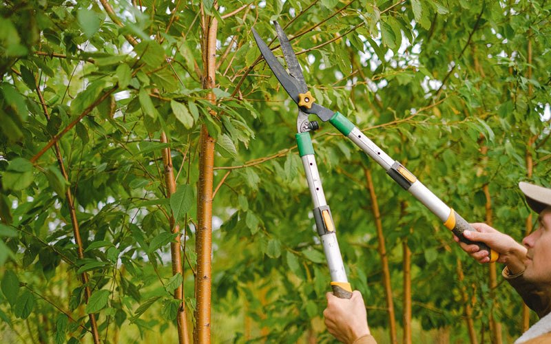 Tree trimming in Saltsburg, PA
